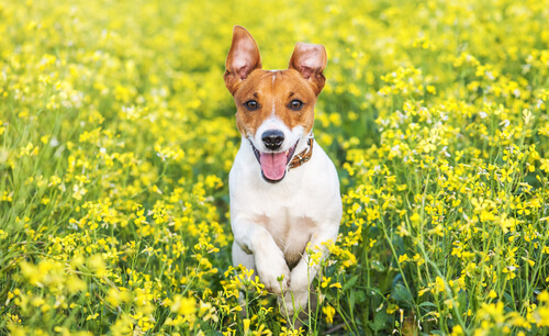 Jack Russell Terrier in mezzo ai fiori 