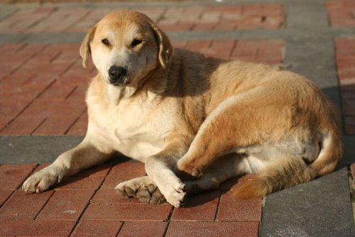 Kangal sdraiato