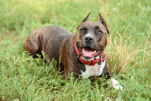 Staffordshire bull terrier seduto sul prato