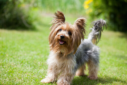 Yorkshire Terrier nel prato