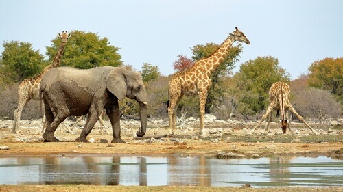 alcune giraffe con accanto un elefante