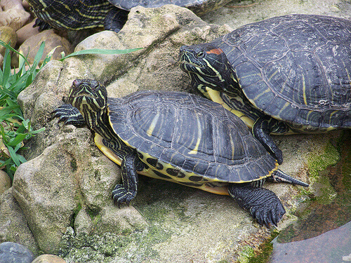 alcune tartarughe d'acqua dolce in un terrario