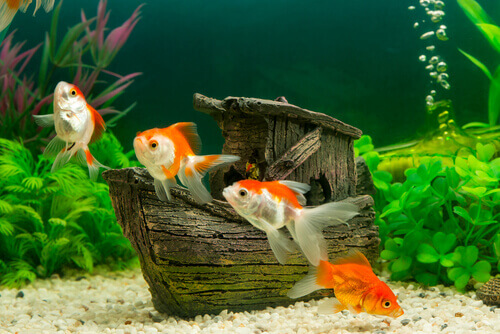 alcuni pesciolini rossi in un acquario con vegetali sassi e ornamenti