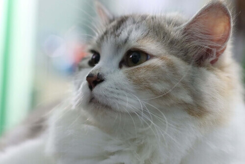 Il vostro gatto tossisce: potrebbe essere l'asma felina