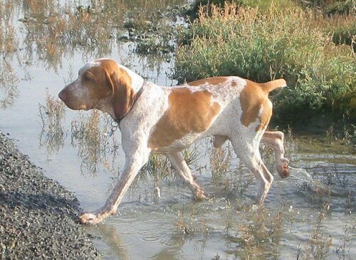 bracco italiano attraversa ruscello camminando