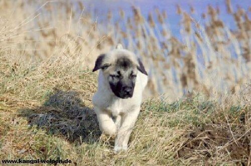 cucciolo di Kangal nei campi