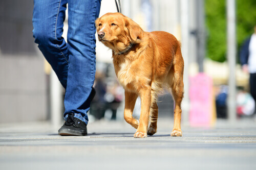 cane al guinzaglio per strada