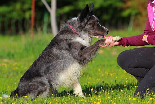 cane che dà la zampa alla padrona