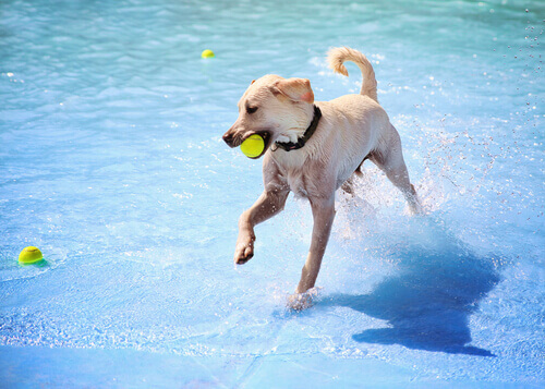 cane che gioca in piscina con palla 