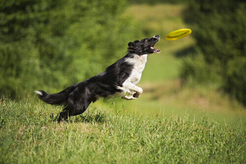 cane che prende frisbee al volo 