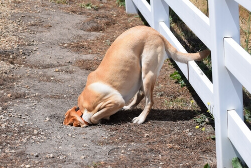 cane che scava buca in giardino