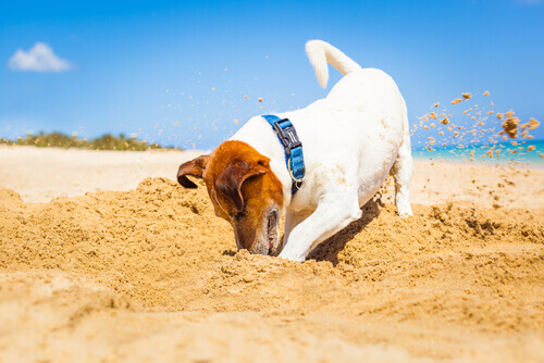 cane che scava in spiaggia 
