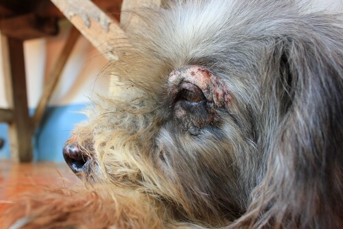 cane con ferita sull'occhio 