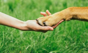 Come ottenere il rispetto del cane?