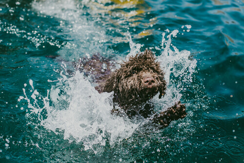 cane d'acqua che nuota 