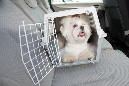 cane bianco in macchina dentro il trasportino 