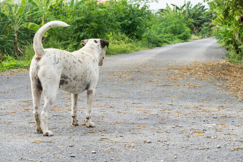 cane randagio per strada