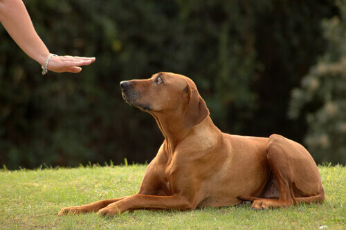 cane sdraiato che viene addestrato