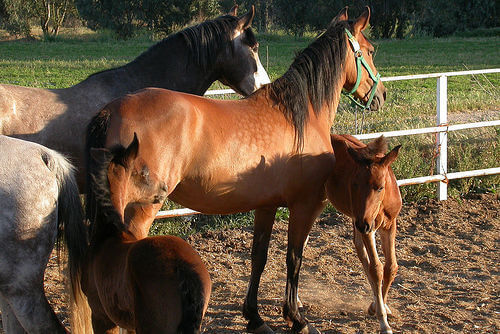 cavalli e puledri stanno insieme in un recinto