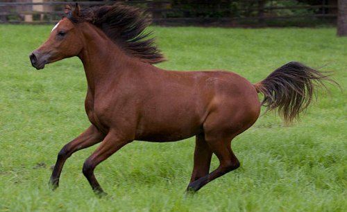 Cavallo arabo, intelligenza ed eleganza