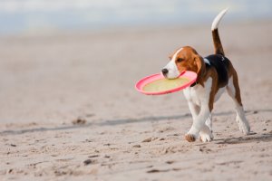 Come giocare con il vostro cane in estate?