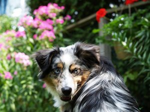 Cosa fare nel caso in cui si venga morsi da un cane?