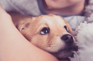 Anafilassi nei cani: sintomi, cause e trattamento