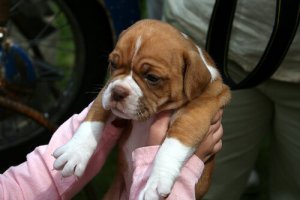 Portare un animale dal veterinario: consigli