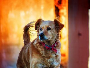 Alcuni dati sui diritti degli animali