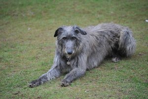 Deerhound o Levriero Scozzese