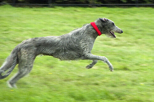 Deerhound che corre