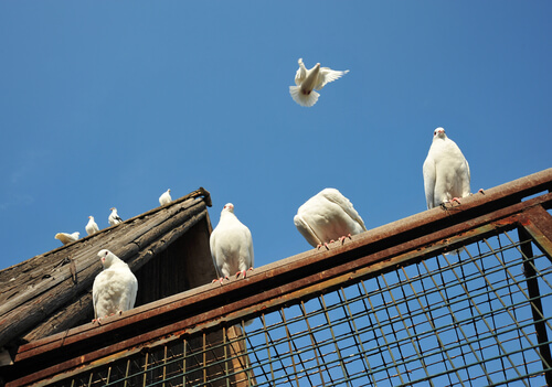 diverse colombe volano e si appoggiano ad una gabbia