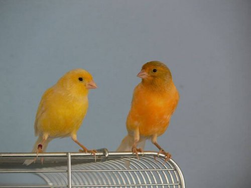 due canarini fuori dalla gabbia