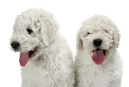 due cuccioli di Komondor a pelo bianco