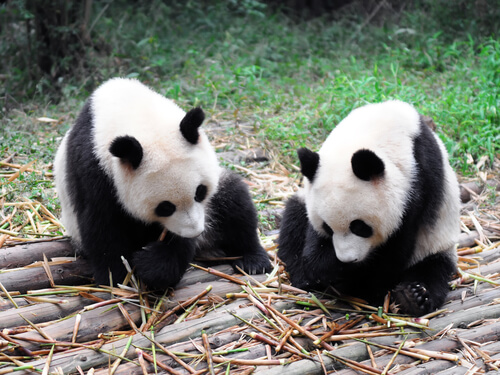 due orsi panda fanno uno spuntino seduti