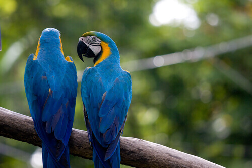 due pappagalli ara azzurri su un ramo all'aperto