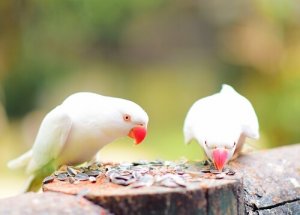 Semi per uccelli domestici: quali scegliere e perché