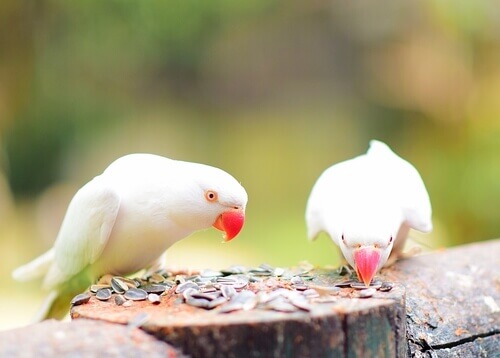 due parrocchetti bianchi beccano semi su una palma