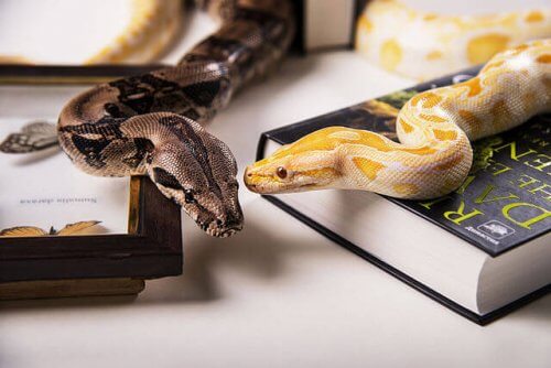 due serpenti insieme su una scrivania