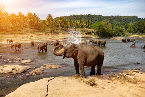 elefante si bagna
