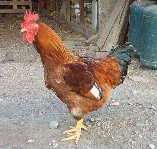 gallo in un pollaio