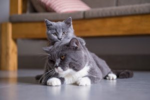 Gatti del gruppo 3: classificazione secondo la FIFe