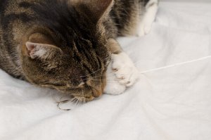 Perché il gatto morde i vestiti del suo padrone?