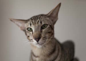 Gatto orientale