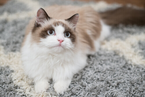gatto sdraiato sul tappeto