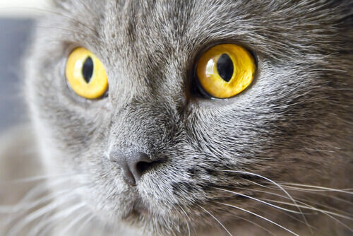 gatto grigio con occhi gialli