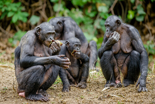Gruppo di bonobo