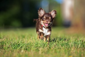 Harley, il chihuahua reduce da un allevamento, salva 500 cani
