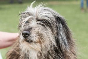 Il cane da pastore dei Pirenei a pelo lungo