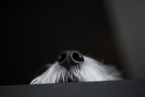 il naso di un cane bianco